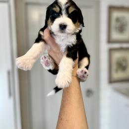 Australian Labradoodle, Bernedoodle, and Cavapoo Puppies from The Poodle Co. Raising Doodles & Poodles