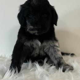 Prancer - Merle male Goldendoodle puppy in Fairmount, Georgia from Muscadine Meadows Farm