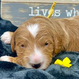 Yellow Male - Apricot male Goldendoodle puppy in Great Falls, Montana from Montana Goldendoodles