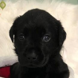 Dilute Retrievers and Labrador Retrievers from Unity Pond Labradors