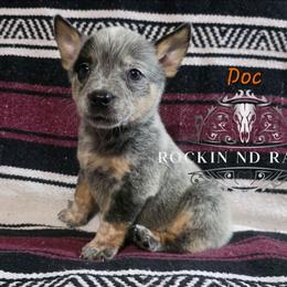 Doc - Blue male Australian Cattle Dog puppy in Silsbee, Texas from Rockin ND Ranch