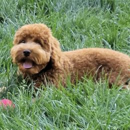 Ace - Australian Labradoodle