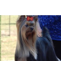 Dolce’ - Yorkshire Terrier