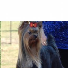 Dolce’ - Yorkshire Terrier