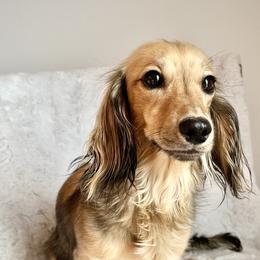 Dolly - Dachshund