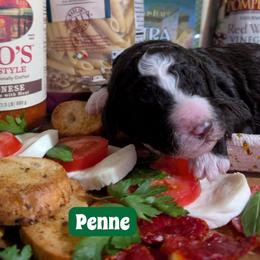 Penne - Brown and white female Sheepadoodle puppy in Berwick, Pennsylvania from Wright’s Wiggle Butts
