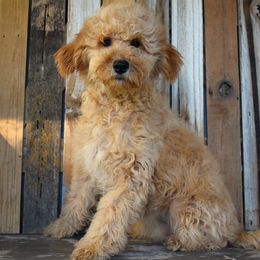 Glory-Teal Collar - Apricot female Irish Doodle puppy in Macedon, New York from Toodles Goldendoodles