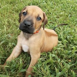 Rhodesian Ridgebacks from Celtic Lore Ridgebacks