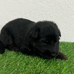 Bruce - Black and red male German Shepherd puppy in Quartz Hill, California from Von Gonzalez Kennel