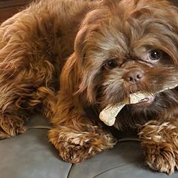 Rufus - Shih Tzu