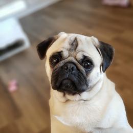 Pugs from Pugs on Pecan
