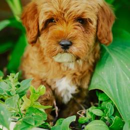 Moose - Apricot male Goldendoodle puppy in Wellsville, Utah from Stay Golden Doodles
