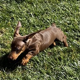 Dachshund Puppies from Empire's Dachshunds