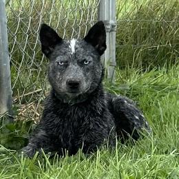 Pebbles - Australian Cattle Dog