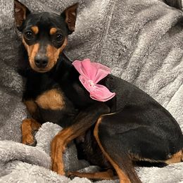 Daisy - Miniature Pinscher