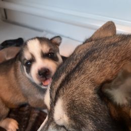 Siberian Husky Puppies from Final Siberians
