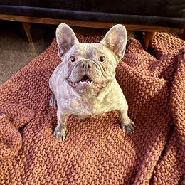 Birdie Kaye - French Bulldog