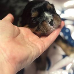 Dottie - Black and tan female Cavalier King Charles Spaniel puppy in Smiths, Alabama from K&K Kennels