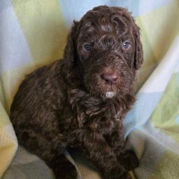 Hopper - male Newfypoo puppy in Mckenzie, Tennessee from Small Town Doodles & Poodles