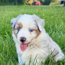 Rosetta - Blue merle female Miniature American Shepherd puppy in Clinton, Missouri from Mockingbirds American Minis