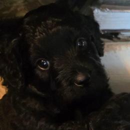 Max - Black and white male Aussiedoodle puppy in Windom, Texas from Wild Farm Puppies