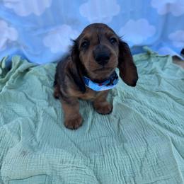 Woody - Dapple male Dachshund puppy in Dyess Afb, Texas from Story Dachshunds