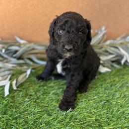 Bell - White and black female Bordoodle puppy in Valley Center, California from Circle R Valley Bordoodls