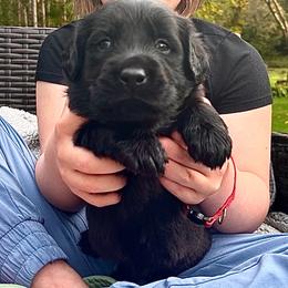 Promise - Black male Labrador Retriever puppy in Baldwin City, Kansas from Hedge Lane Labradors