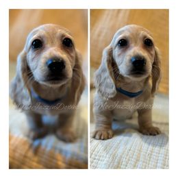 Dachshund Puppies from McJazzin Doxies