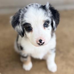 Robbie (ASDR and AKC) - Blue merle male Miniature Australian Shepherd puppy in Stockton, Missouri from Kizmit Farmz