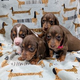 Dachshund Puppies from Ferrario Dachshunds