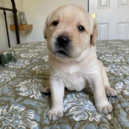 Ms. Yellow - Yellow female Labrador Retriever puppy in New Hanover, New Jersey from Misty Labs