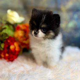 Ruby - Black and tan parti female Pomeranian puppy in California from T & D Dream Poms