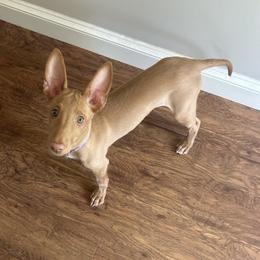 Girl 4 - female Pharaoh Hound puppy in Kingsland, Georgia from LaRee Drolet