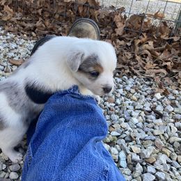 Australian Cattle Dog and Companion Cross Puppies from MX Kennel - Central MO