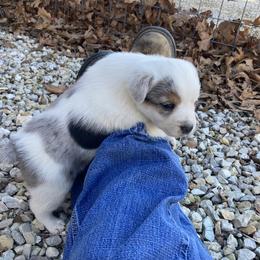 Australian Cattle Dog and Companion Cross Puppies from MX Kennel - Central MO