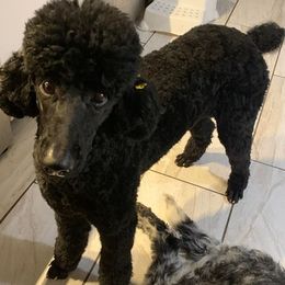 Poodles from Doraida Clarke's Standard Poodles