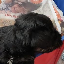 Miniature Schnauzers from Kenton Kennels