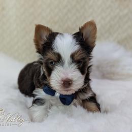 Jasper - Chocolate, tan and white male Yorkshire Terrier puppy in Austin, Texas from Rhine Valley Yorkies