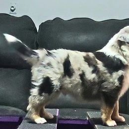 Miniature American Shepherd and Miniature Australian Shepherd Puppies from Rusty Rose Mini Aussies and Mini American Shepherds