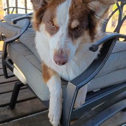 Poppy - Australian Shepherd