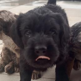 Labradoodles from Eastside Labradoodles