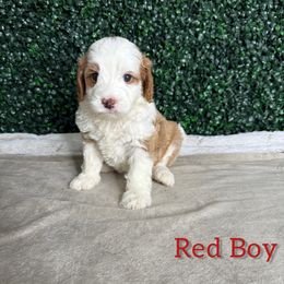 Boy 3 - Red male Bernedoodle puppy in Modesto, California from Two Doods Doodles