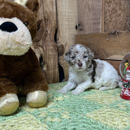 Prancer - Aussiedoodle puppy from H & A Kennels