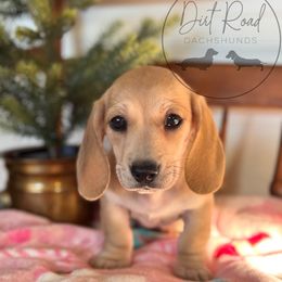 Girl 2 - Cream female Dachshund puppy in Town Creek, Alabama from Dirt Road Dachshunds