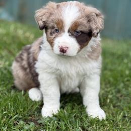 Daisy - Red merle female Australian Shepherd puppy in Otis, Oregon from Heritage Hill Aussies