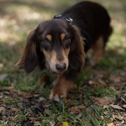 Indigo - Dachshund