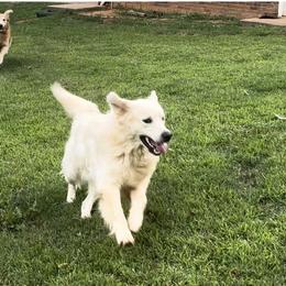 Golden Retriever Puppies from Crowders Creek Goldens