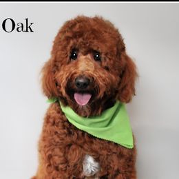 Oak - Goldendoodle