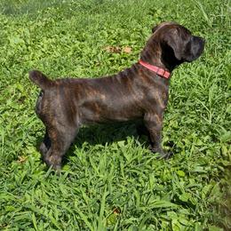 Shay - Brindle female Boerboel puppy in Upper Pittsgrove, New Jersey from Witcher Boerboels - aka Jersey Boerboels